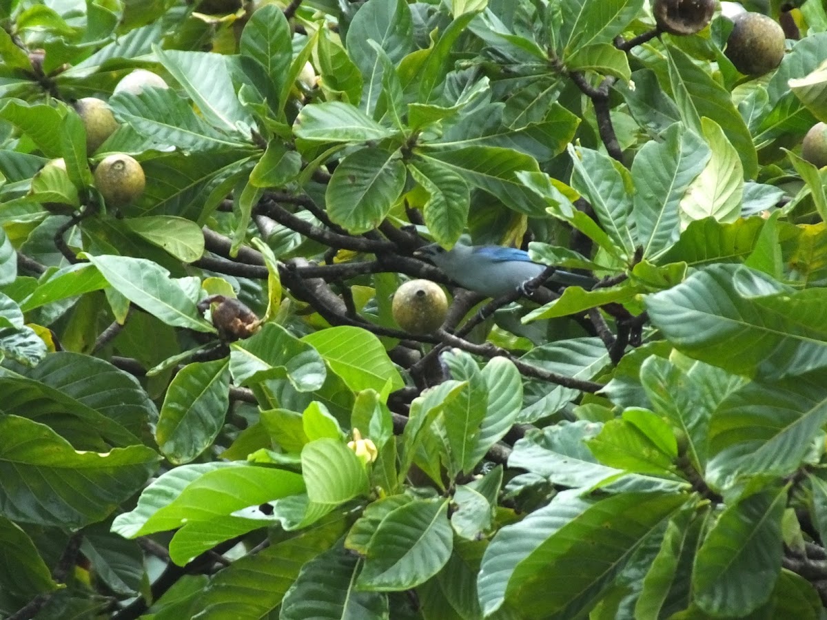 Blue-grey Tanager