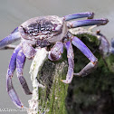 Violet Tree-climbing Crab