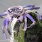 Violet Tree-climbing Crab