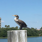 Double crested cormorant