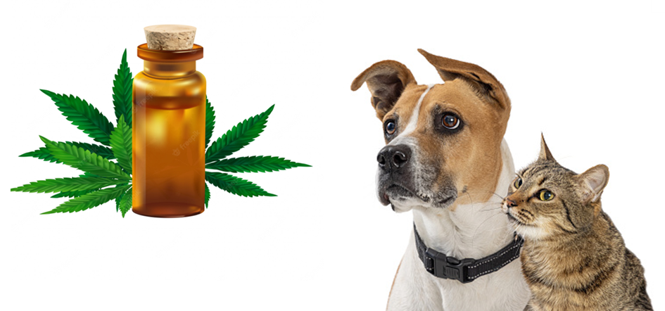 CBD pour animaux de compagnie