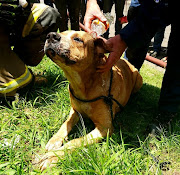 The dog is cooled down by the police's search and rescue's Dave Steyn.