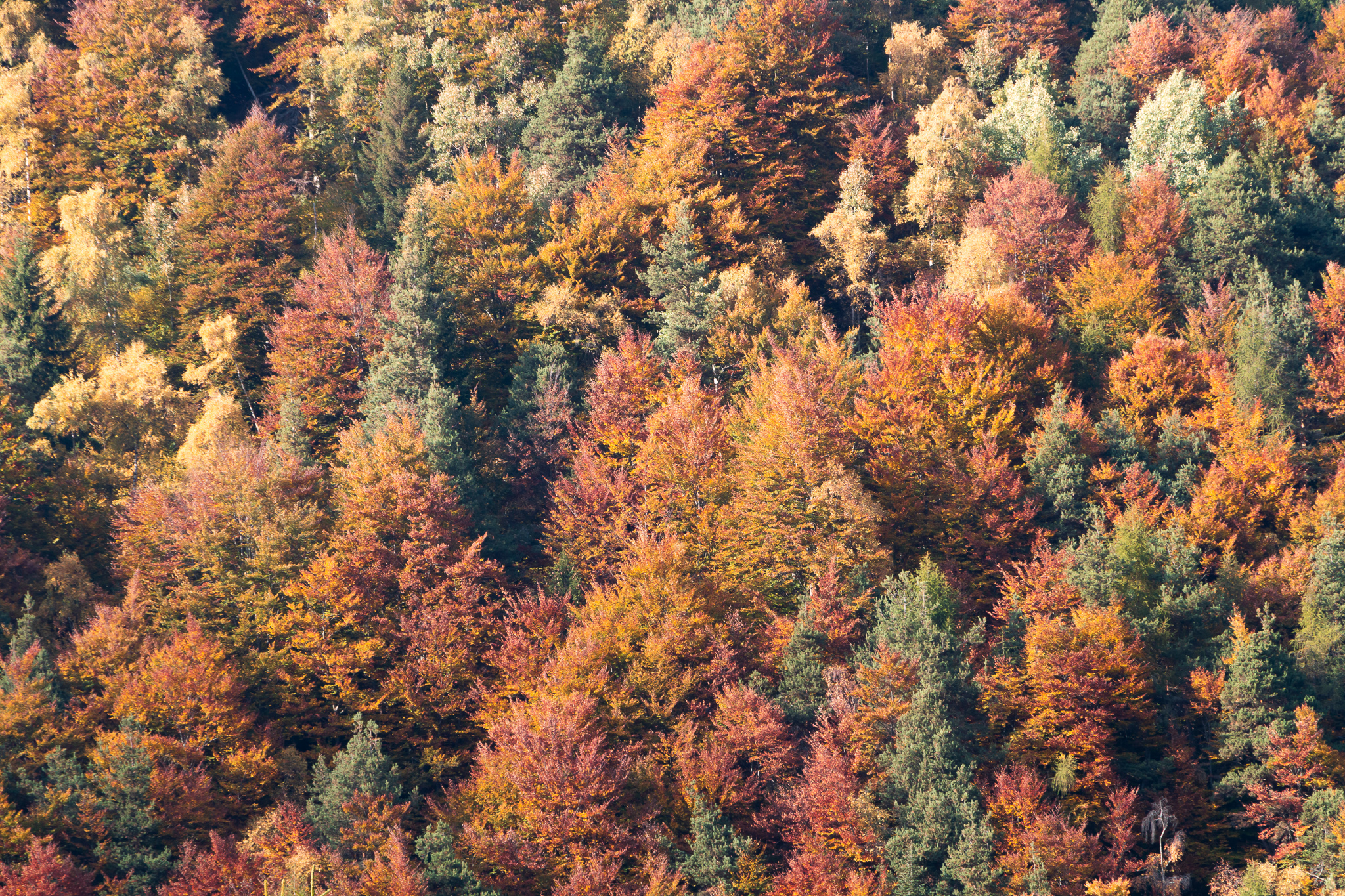 Quadro d'autunno di martina96