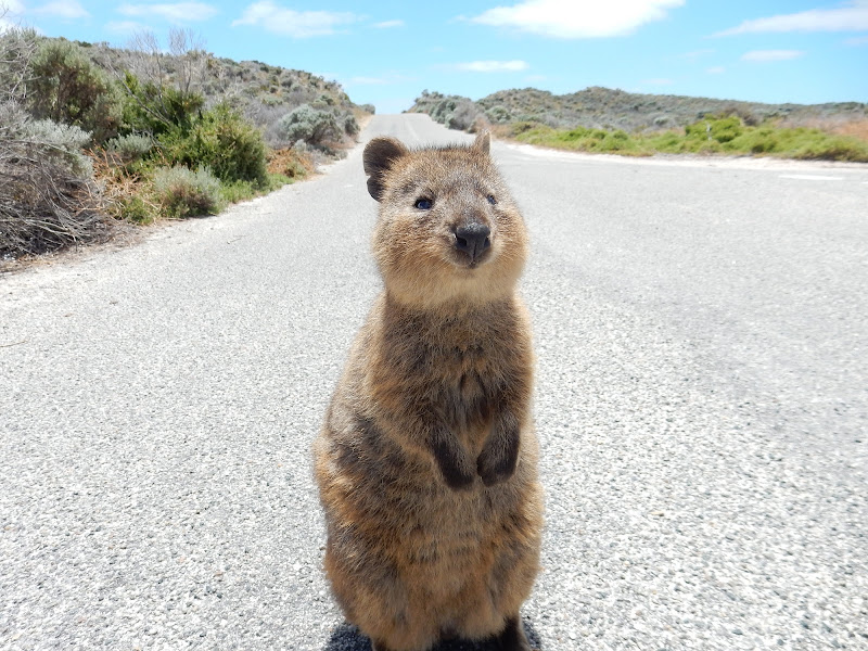 Quokka di gretaB