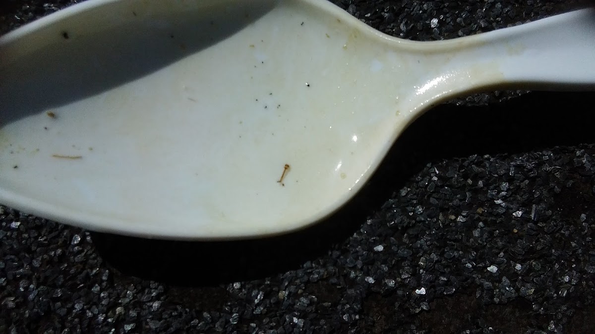 mosquito larvae