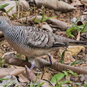 Zebra Dove