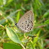 Common Hedge Blue