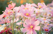 Cosmos Flowers HD Wallpapers New Tab Theme small promo image