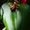 Pleurothallis marthae