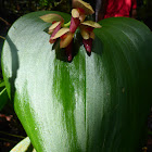 Pleurothallis marthae