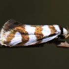 Concealer Moth