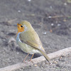 European robin