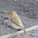 European robin