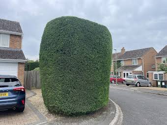 Tree surgery & trimming  album cover