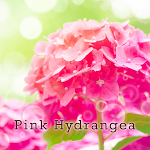 Beautiful Wallpaper Pink Hydrangea Theme Apk