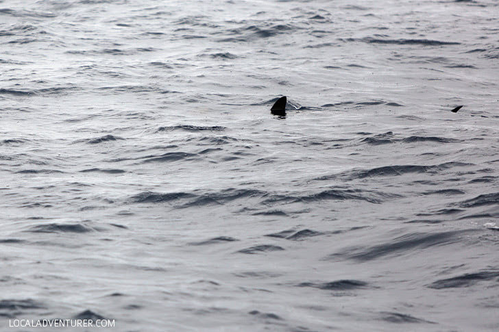 Hammerhead Shark - San Diego Whale Watch Tours.