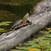 Western painted turtle