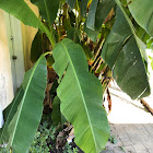 Banana tree