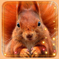 Squirrel Best live wallpaper