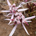 Sun Spurge