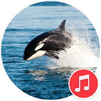Killer Whale sounds