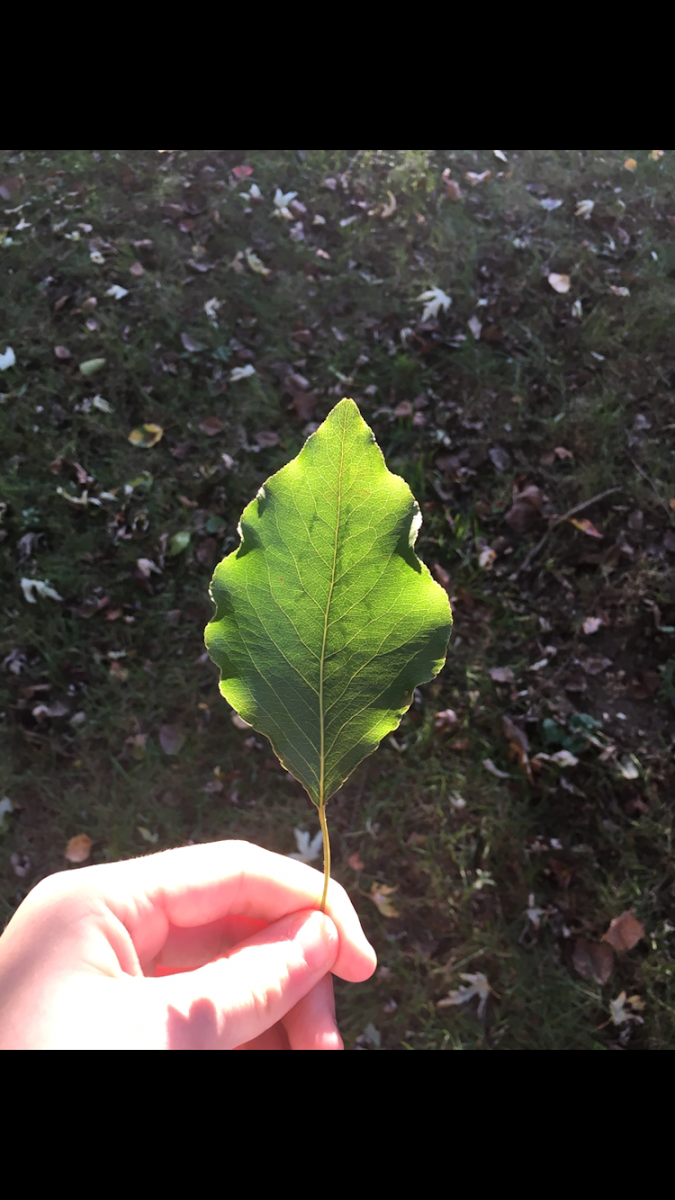 American Beech