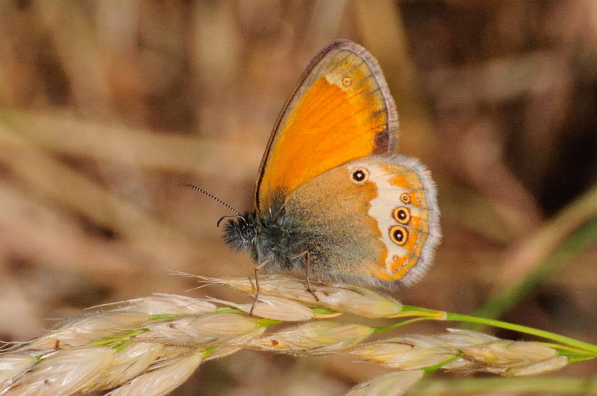 Pearly Heath; Ninfa perlada