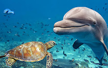 Sea Turtle Wallpapers HD Theme small promo image