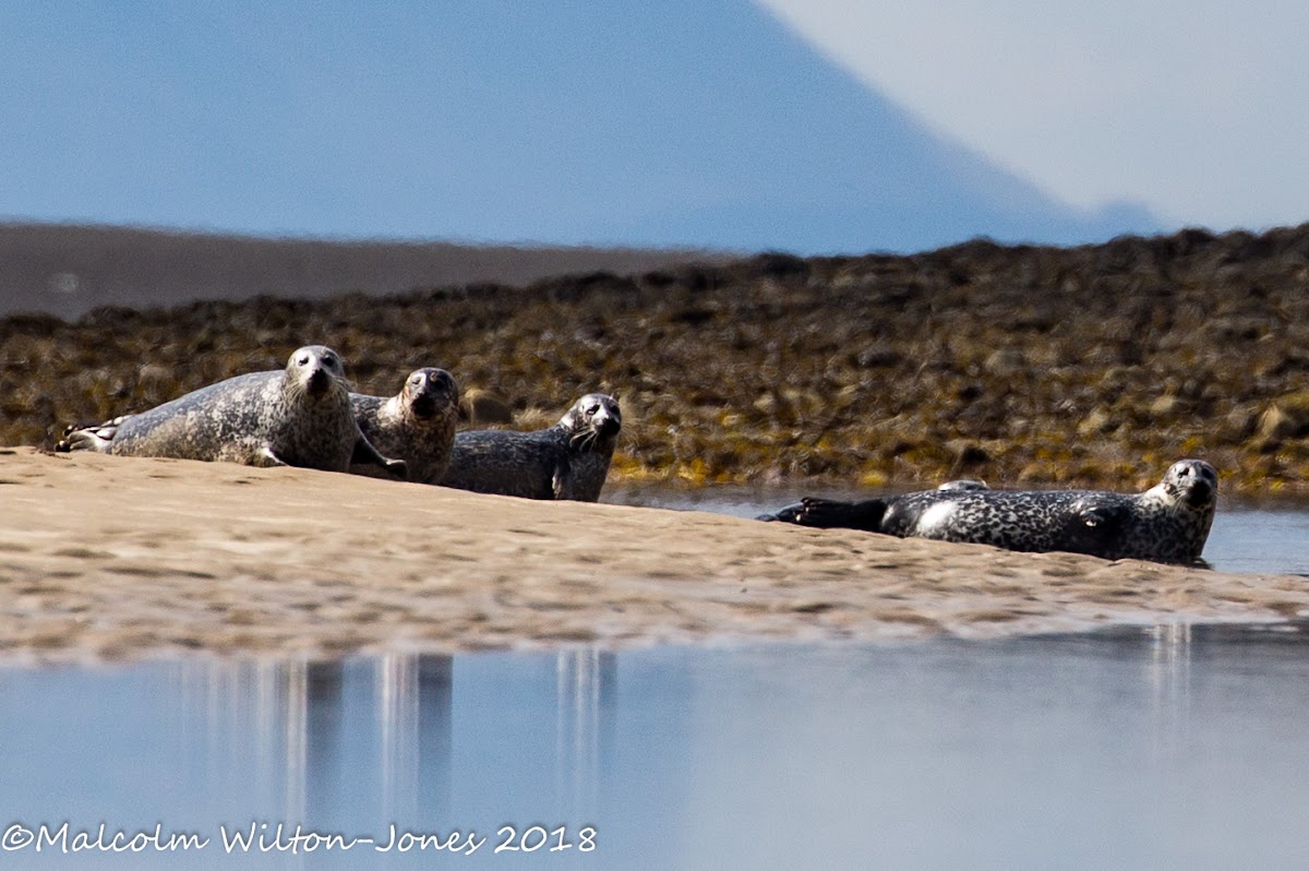 Common Seal