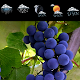 Download Grape Widget Clock Weather For PC Windows and Mac 1.0