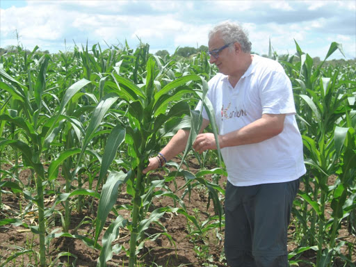 John Franco the President of Karibuni Onlus shows some of the maize crops at their farm in Langobaya Malindi constituency in Kilifi County on March 24