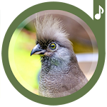 Bird Sounds Ringtones Apk