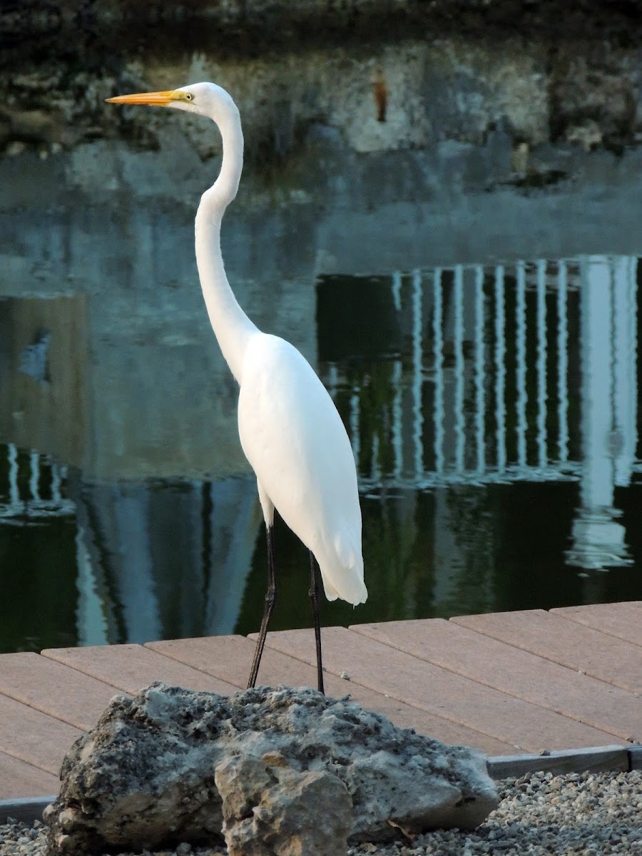 Great Egret