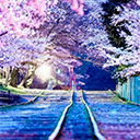 Cherry Blossom Wallpapers HD Theme