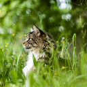 Cat standing in the flower garden