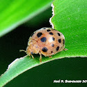 Ladybug