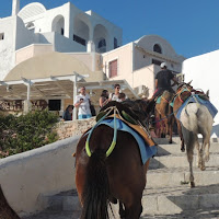 Santorini e i muli di 