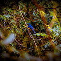 Tickell's blue flycatcher