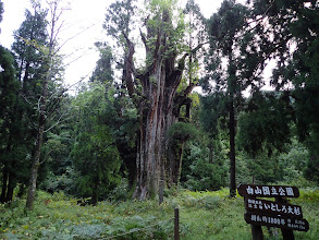 石徹白の大杉