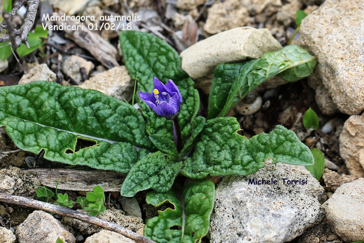 Mandragora autmnalis