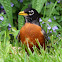 American Robin (Playing Caterpillar Catch)