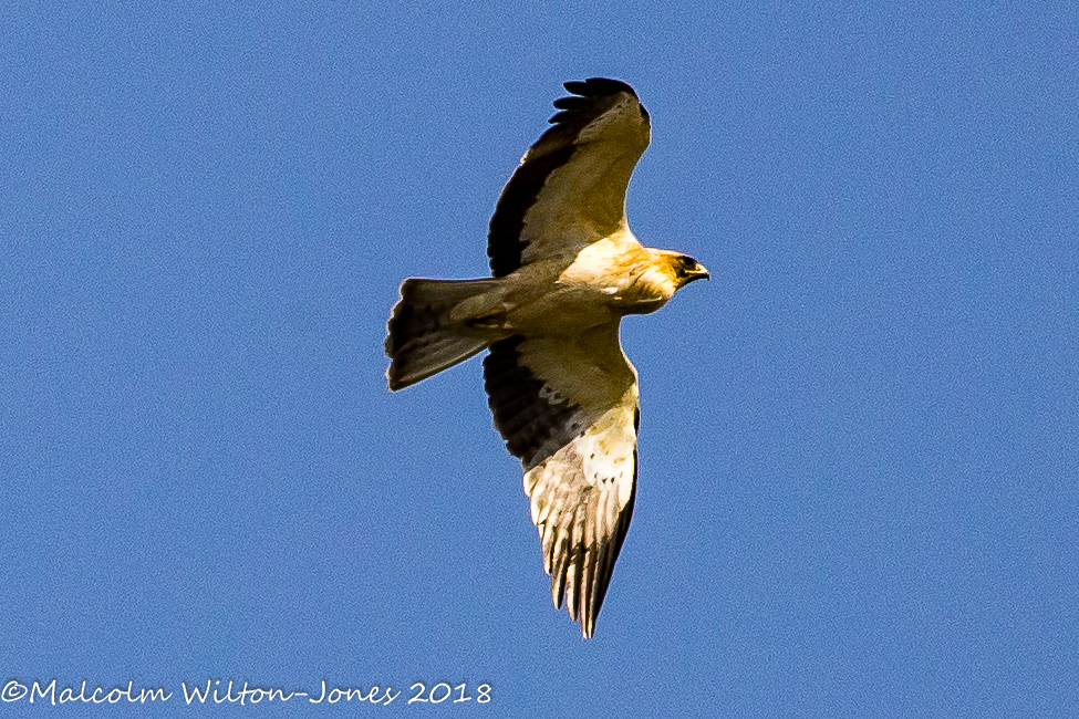 Booted Eagle; Aguila calzada