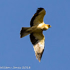 Booted Eagle; Aguila calzada