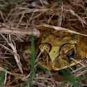 Asian common toad