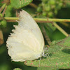 Mottled Emigrant