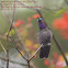 Male Purple-throated Mountain-gem