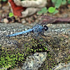 Blue Marsh Hawk