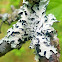 Hammered Shield Lichen