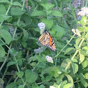 Monarch butterfly