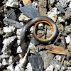 Ringneck Snake